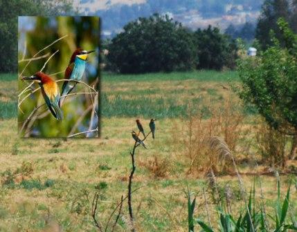 Picture 3 of Agamon Hula - paradise of birds and humans