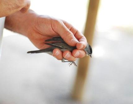 Picture 4 of Agamon Hula - paradise of birds and humans