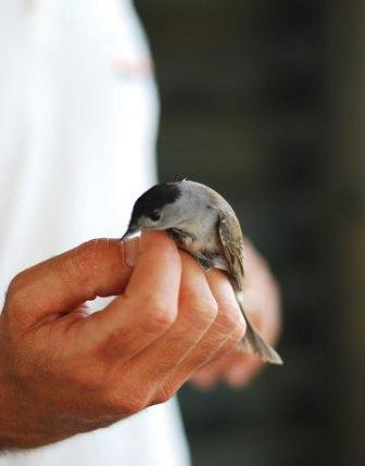 Picture 5 of Agamon Hula - paradise of birds and humans