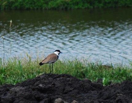 Picture 9 of Agamon Hula - paradise of birds and humans