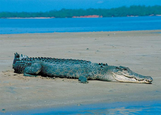 Picture 1 of Aggressive like Australian crocodile