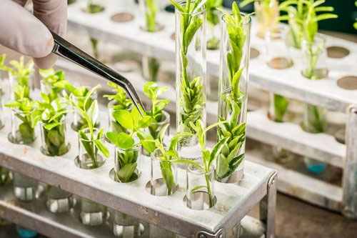 Picture 5 of Agricultural biotechnology is changing lives