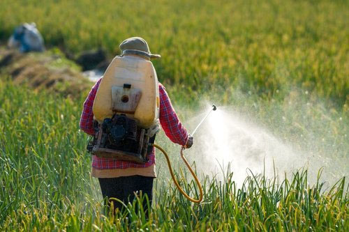 Picture 6 of Agricultural biotechnology is changing lives