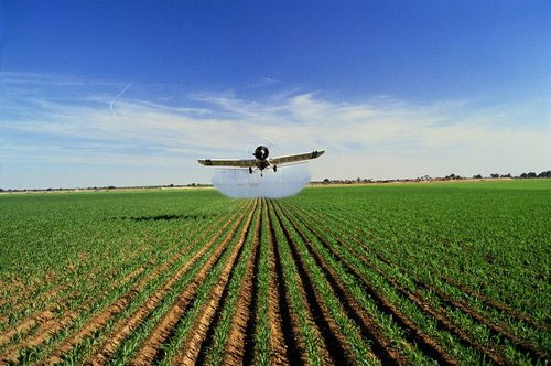 Picture 7 of Agricultural biotechnology is changing lives