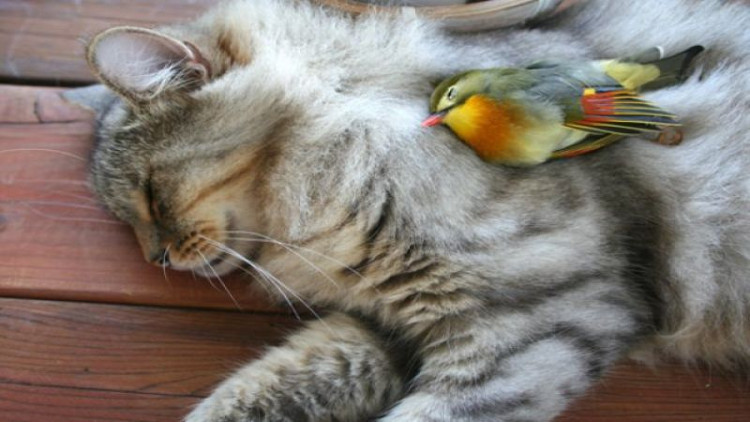 Picture 1 of Alarm to spread bird flu from cats to humans