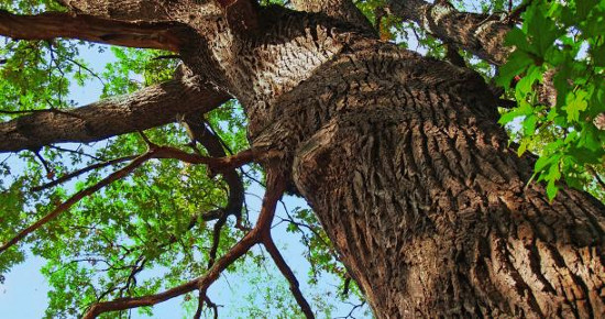 Picture 2 of Alarming the decline of old trees