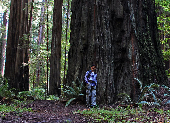 Picture 3 of Alarming the decline of old trees