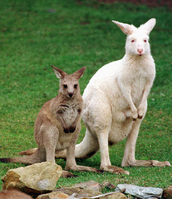 Albino animals: The ghosts in nature images 11