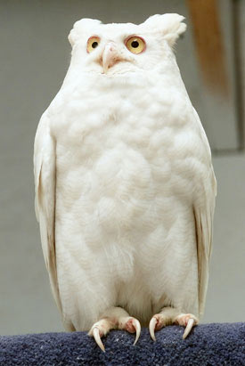 Albino animals: The ghosts in nature images 13