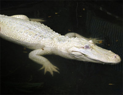Albino animals: The ghosts in nature images 8