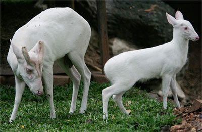 Albino animals: The ghosts in nature images 9