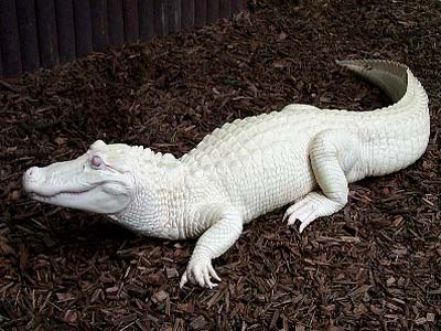 Albino crocodile