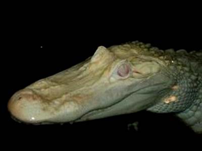 Picture 2 of Albino crocodile
