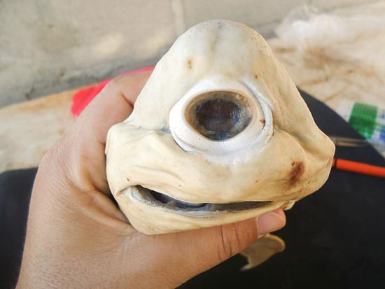 Picture 1 of Albino shark, one eye