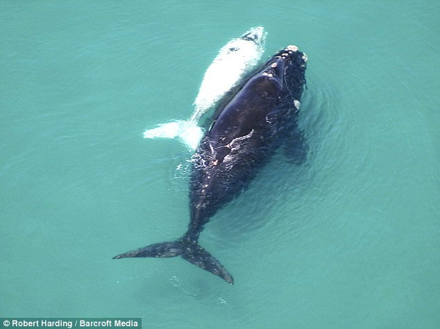 Picture 1 of Albino whale follows her mother to find a partner