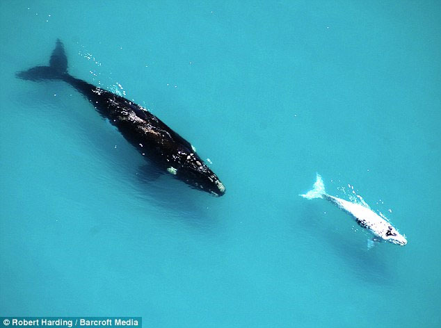Picture 2 of Albino whale follows her mother to find a partner