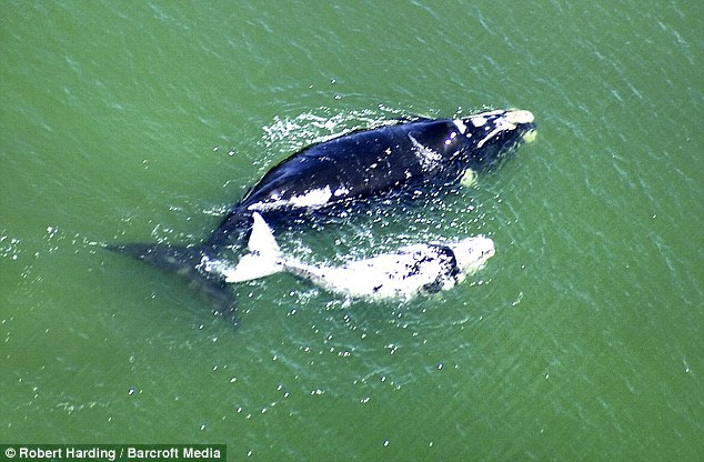 Picture 3 of Albino whale follows her mother to find a partner