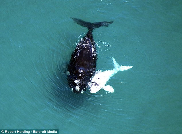Picture 4 of Albino whale follows her mother to find a partner