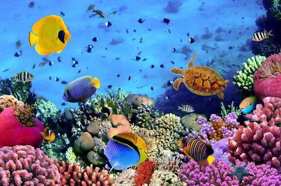 Alerting the decline of coral in the East Sea images 1