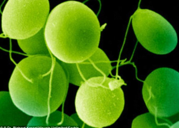 Picture 1 of Algae can help blind people see their eyes