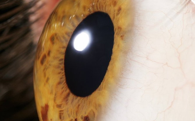 Picture 1 of Algae DNA can help blind people see light
