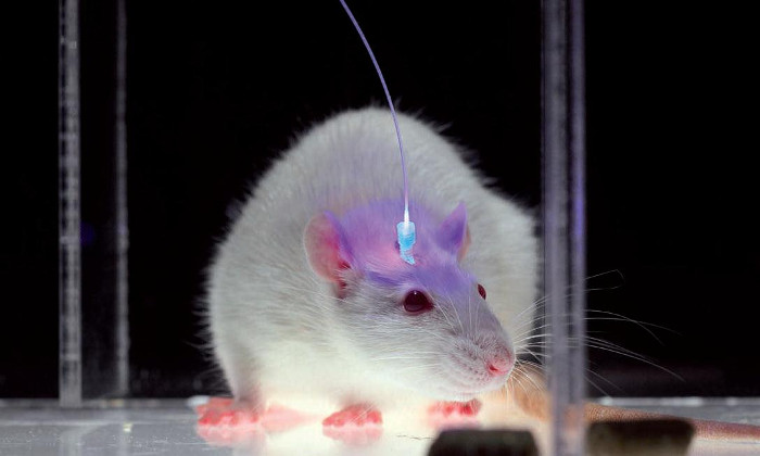 Picture 3 of Algae DNA can help blind people see light