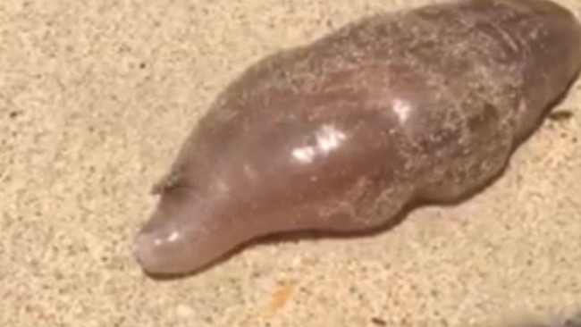 Picture 1 of 'Alien creatures' Thailand beach horror