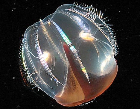 'Aliens' on the bottom of the sea images 1