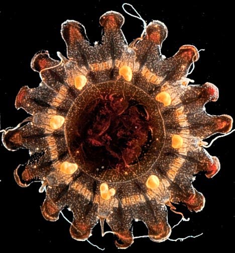 'Aliens' on the bottom of the sea images 3