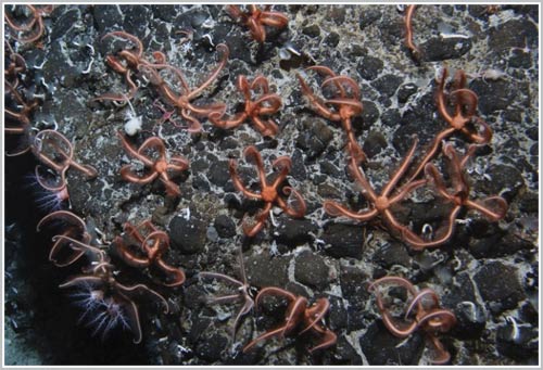 'Aliens' on the bottom of the sea images 5