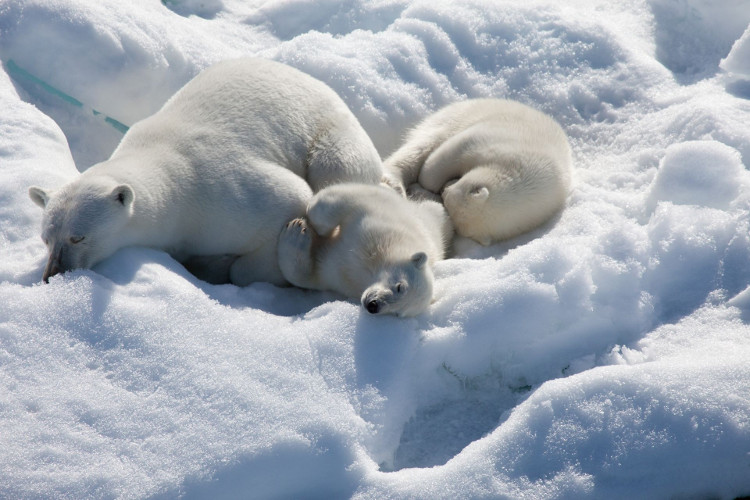 Picture 1 of All kinds of animals survive when the price is cold