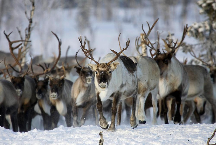 Picture 4 of All kinds of animals survive when the price is cold