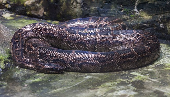 All three pythons in Vietnam are in the red book