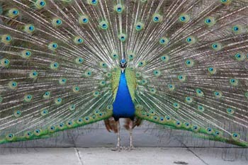 Picture 1 of Although colorful, the male is still a simple creature
