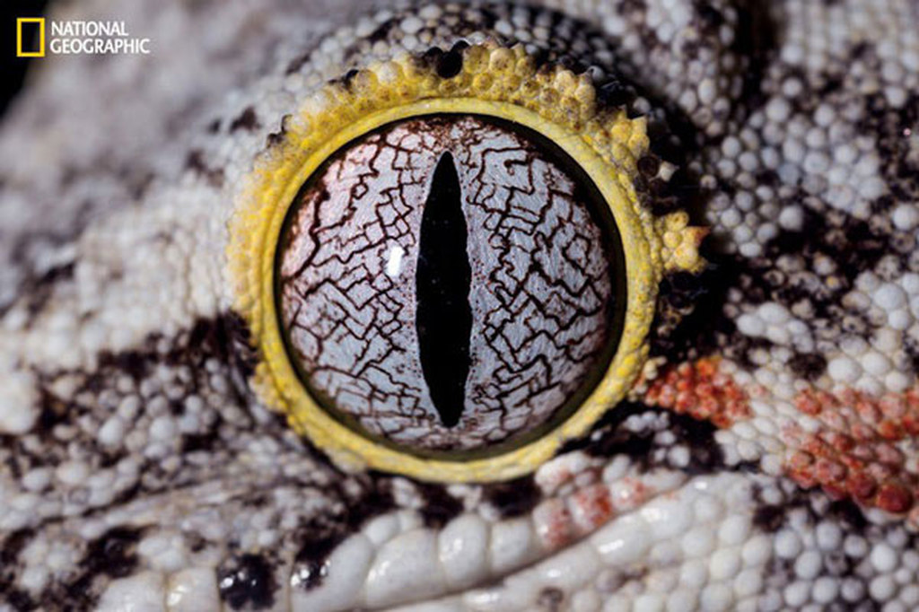 Picture 1 of Amaze the beautiful eyes in the animal kingdom