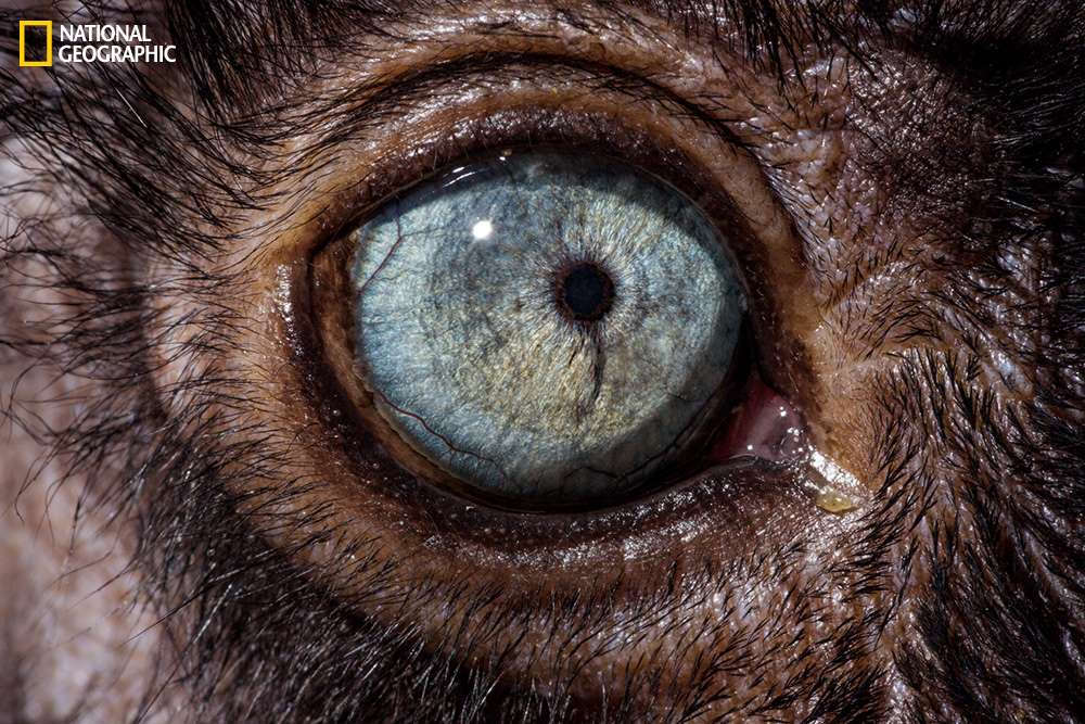 Picture 13 of Amaze the beautiful eyes in the animal kingdom