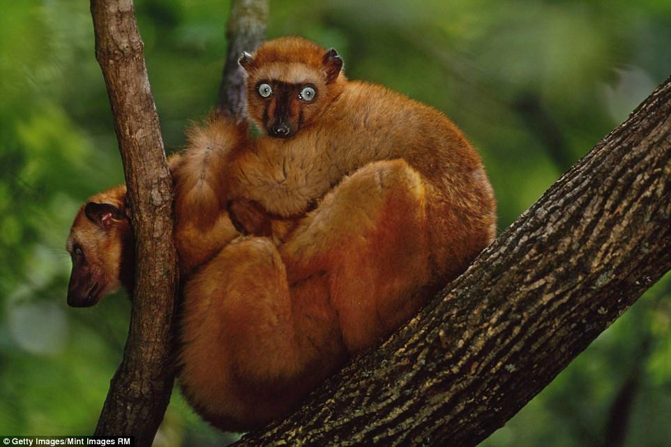 Picture 14 of Amaze the beautiful eyes in the animal kingdom