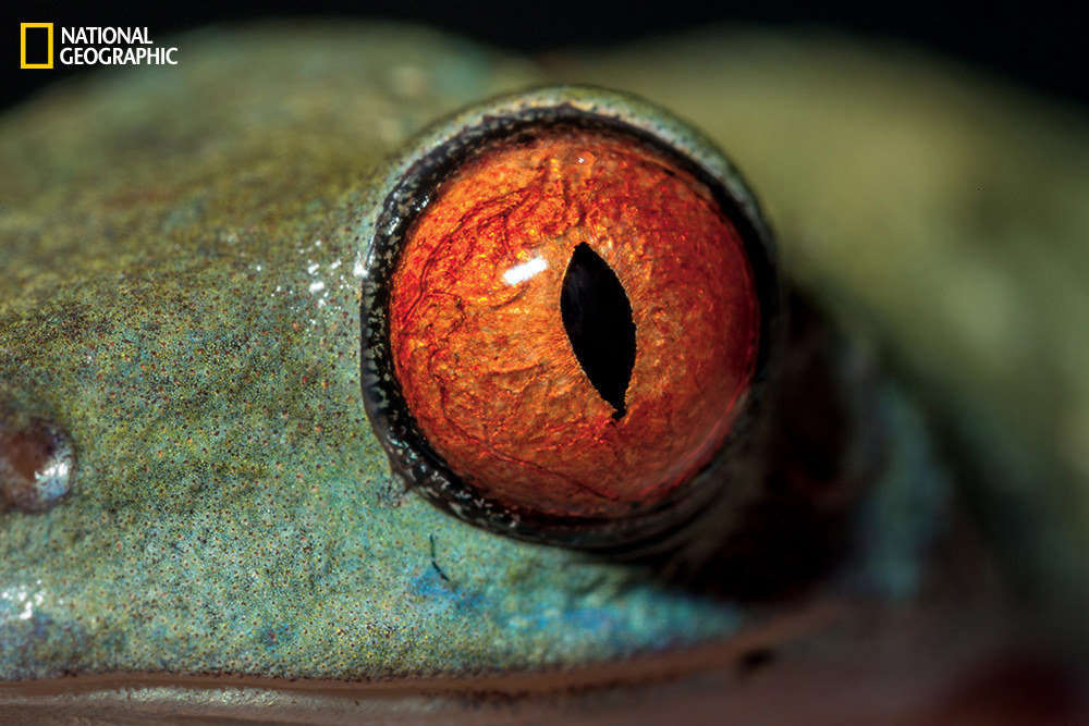 Picture 15 of Amaze the beautiful eyes in the animal kingdom