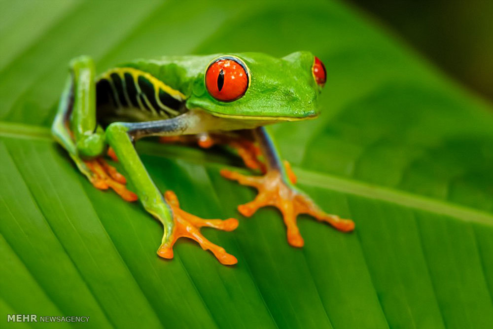 Picture 16 of Amaze the beautiful eyes in the animal kingdom