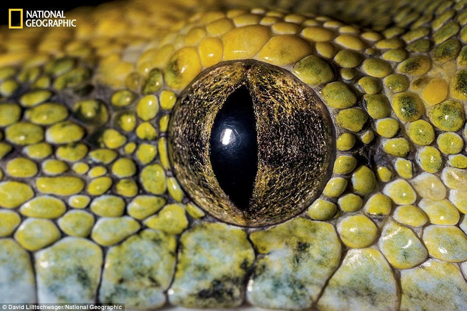Picture 3 of Amaze the beautiful eyes in the animal kingdom