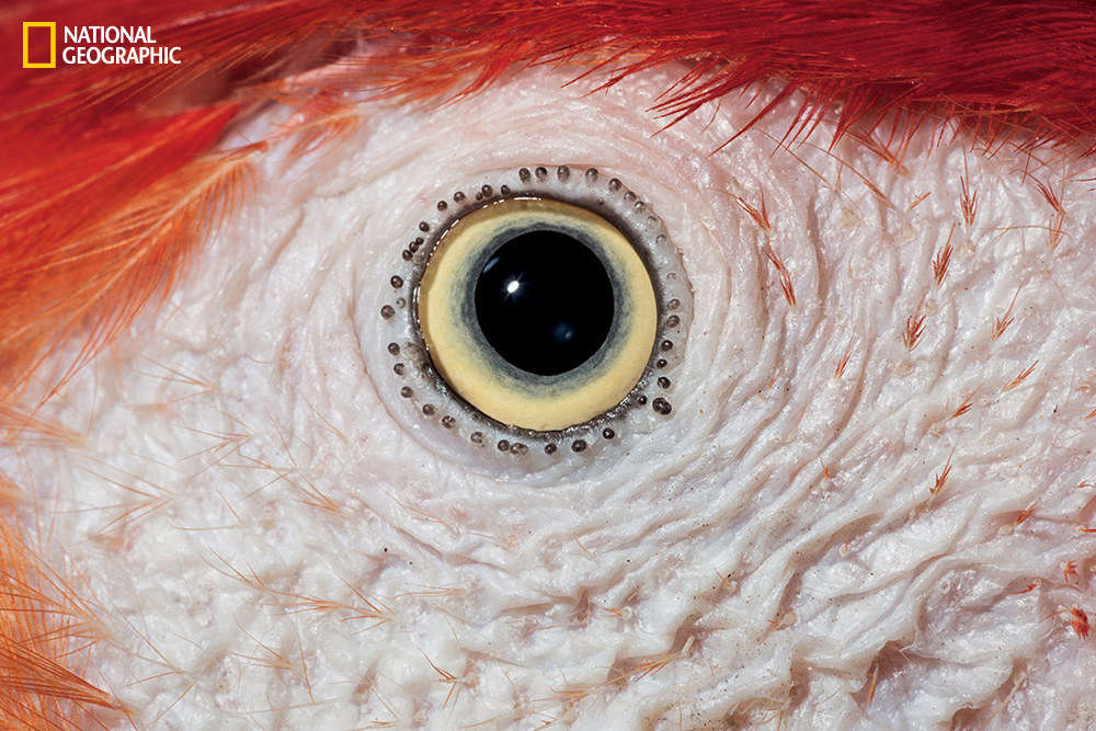 Picture 5 of Amaze the beautiful eyes in the animal kingdom