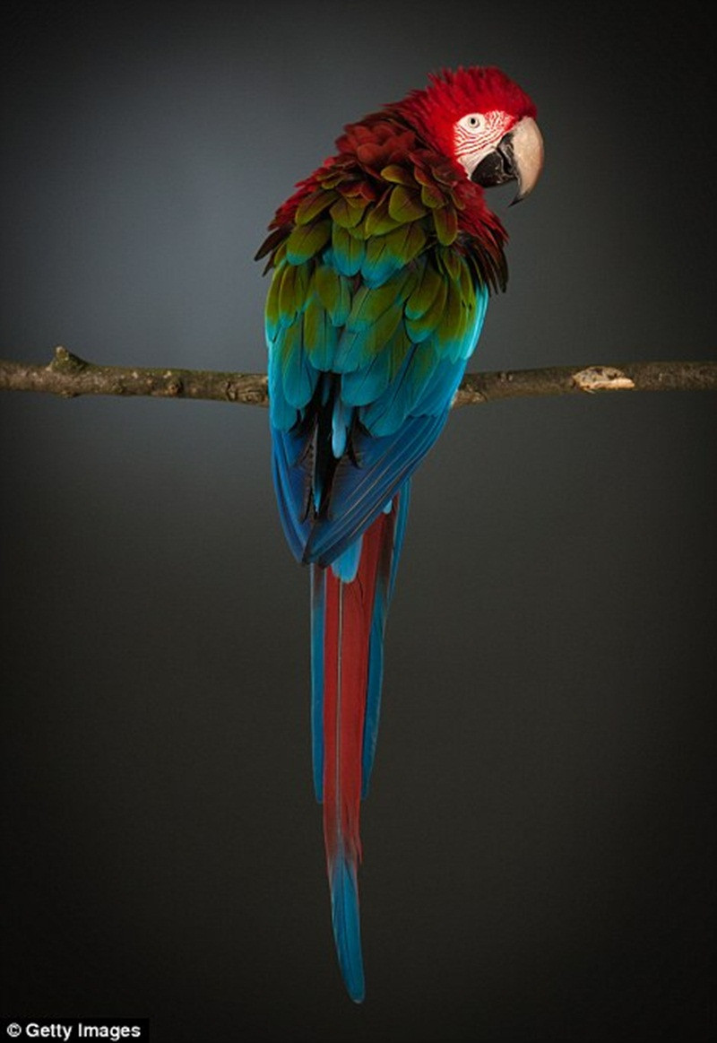Picture 6 of Amaze the beautiful eyes in the animal kingdom