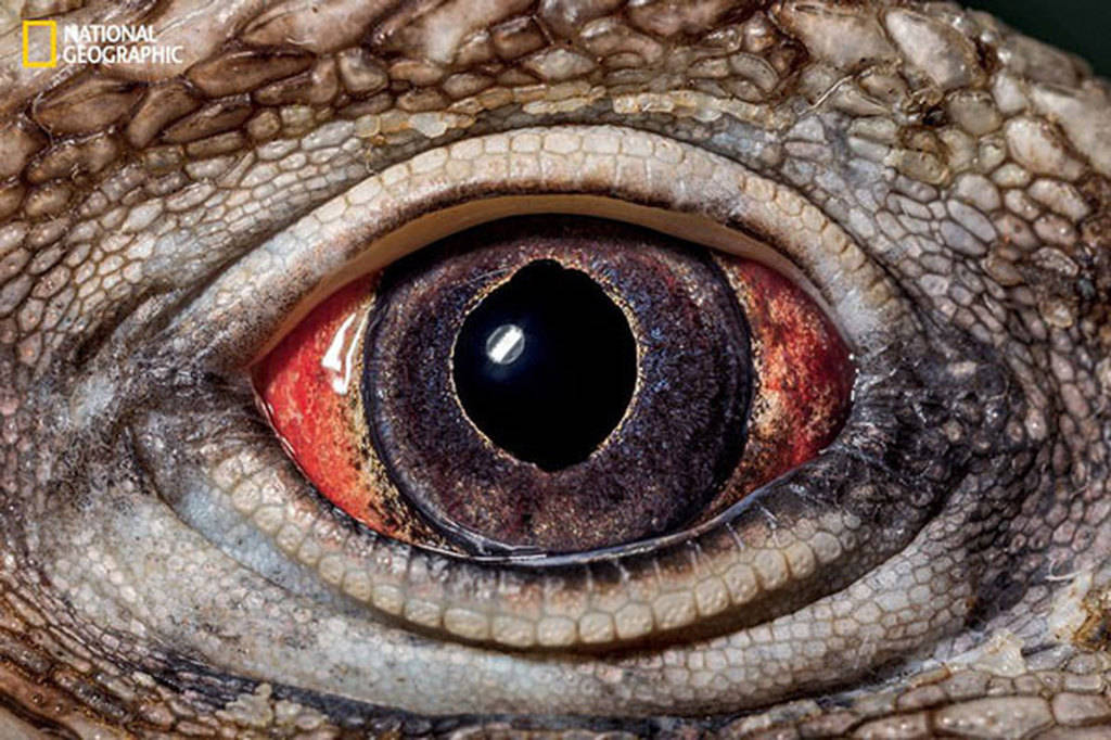 Picture 7 of Amaze the beautiful eyes in the animal kingdom