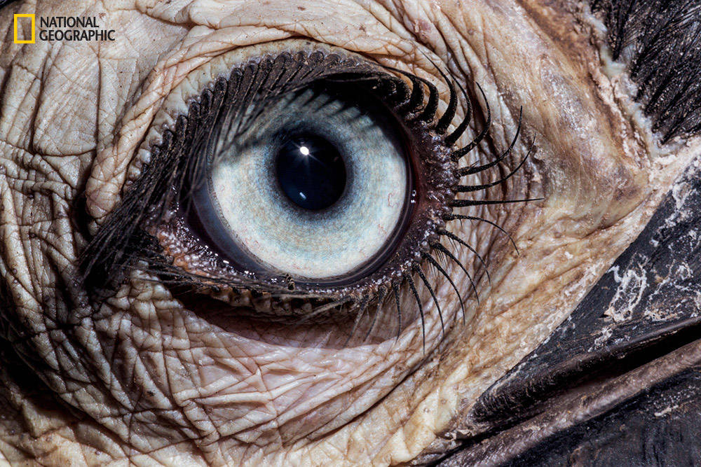 Picture 9 of Amaze the beautiful eyes in the animal kingdom