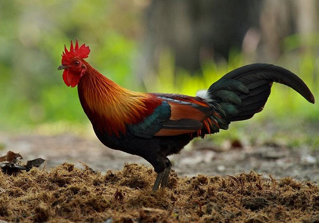 Picture 1 of Amaze the calculation ability of animals