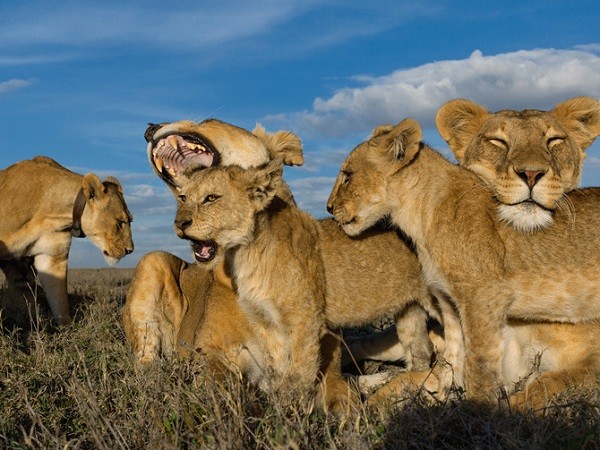 Picture 2 of Amaze the calculation ability of animals