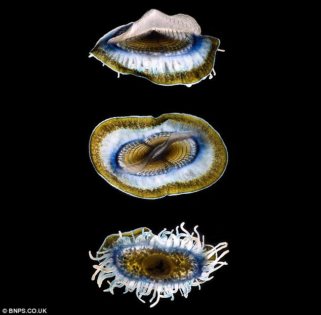 Picture 1 of Amaze the transparent beauty of deep sea creatures