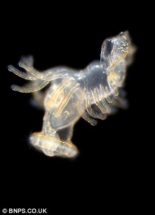 Picture 2 of Amaze the transparent beauty of deep sea creatures