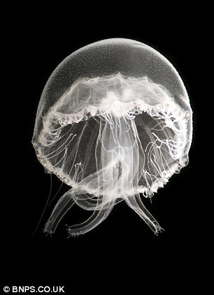 Picture 3 of Amaze the transparent beauty of deep sea creatures