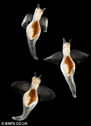 Picture 4 of Amaze the transparent beauty of deep sea creatures